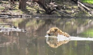 2 - 7 Day Amazon Jungle Tour to Alligator Ipanema Lodge